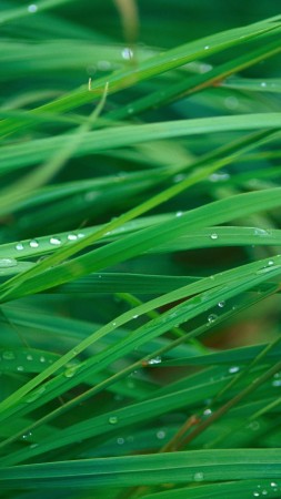 grass, 5k, 4k wallpaper, OSX, green, dew (vertical)
