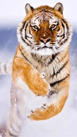 tiger, cute animals, snow, winter, 8k (vertical)