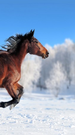 horse, cute animals, snow, winter, 4k (vertical)