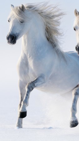 horses, cute animals, snow, winter, 5k (vertical)