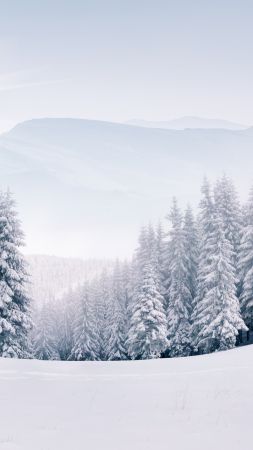 forest, snow, winter, 5k (vertical)