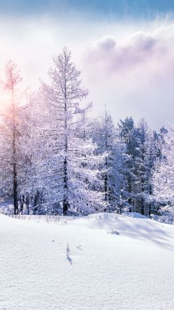 forest, snow, winter, clouds, 8k (vertical)