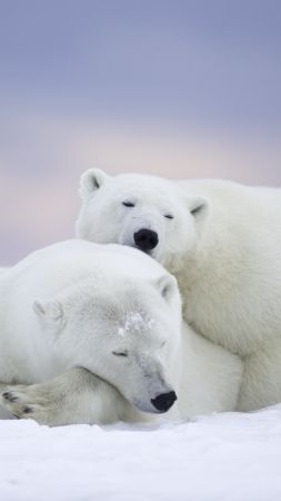 polar bears, cute animals, winter, 5k (vertical)