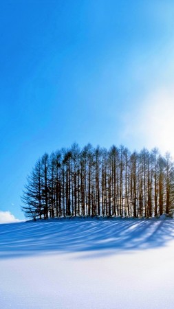 trees, sky, snow, winter, 4k (vertical)