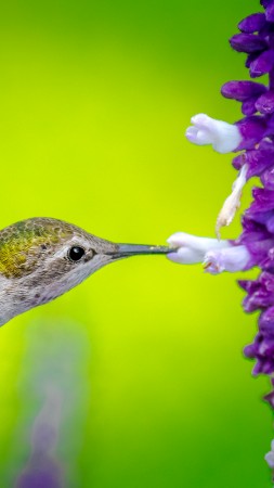 Hummingbird, bird, flower, 5k (vertical)