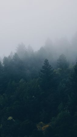 Scandinavia, fog, 4K (vertical)