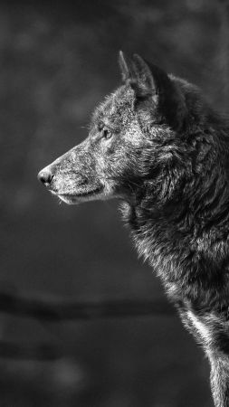 Wolf, black, 4K (vertical)