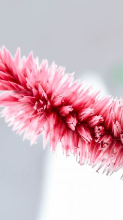 pink, white, flower, 5K (vertical)