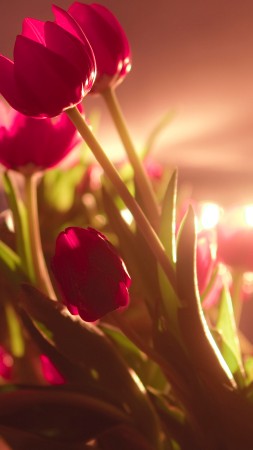 tulips, 4k, HD wallpaper, red, Valentine's Day, February 14 (vertical)