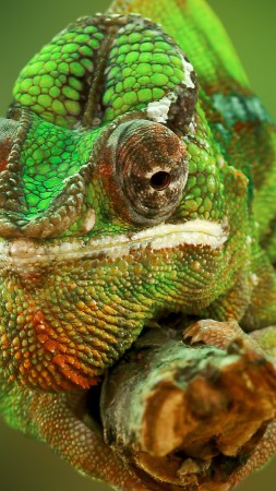 Chameleon, color change, lizard, Veiled chameleon, Panther chameleon, Jackson's chameleon, macro photo (vertical)