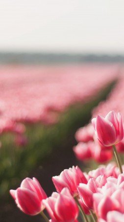 Tulip, 4k, HD wallpaper, spring, flower, field (vertical)