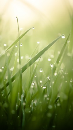Grass, 4k, HD wallpaper, green, drops, dew, sun, rays (vertical)
