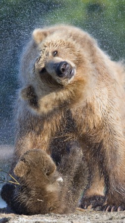 Bears, water, wash, National Geographics (vertical)