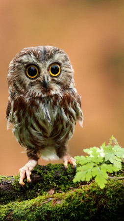 Owl, chicken, forest, eyes (vertical)