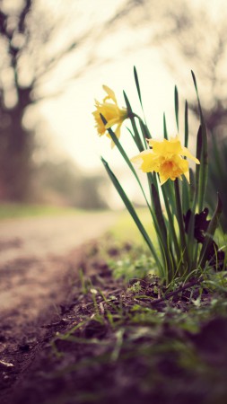 Daffodils, 5k, 4k wallpaper, flowers, spring, nature (vertical)