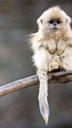 Snub-nosed monkey, monkey, Roxelana, Wolong National Nature Reserve, China, animals (vertical)