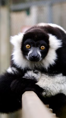 lemur, cute animals, funny (vertical)