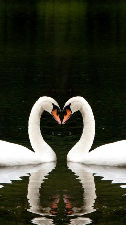Swan, couple, lake, cute animals, love (vertical)