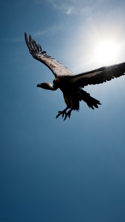 Vulture, flight, sky, sun (vertical)