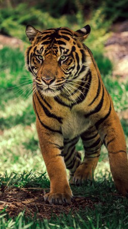 Tiger, savanna, cute animals (vertical)
