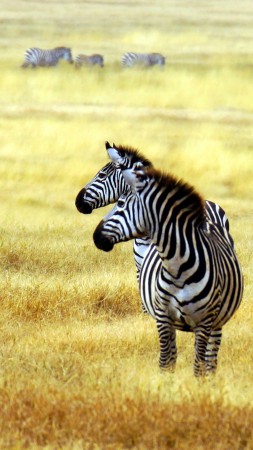 Zebra, savanna, cute animals (vertical)