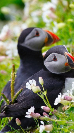 Puffin, couple, wildflowers (vertical)