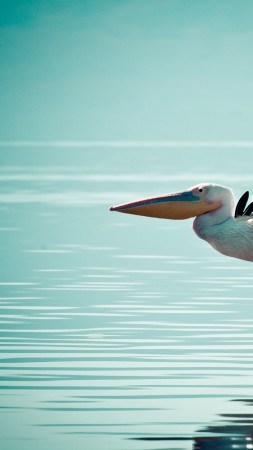 Pelican, flight, ocean, sea (vertical)