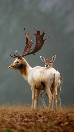 Deer, meadow, fog, cute animals (vertical)