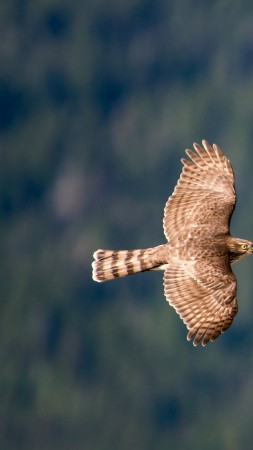 hawk, flight, air photography (vertical)