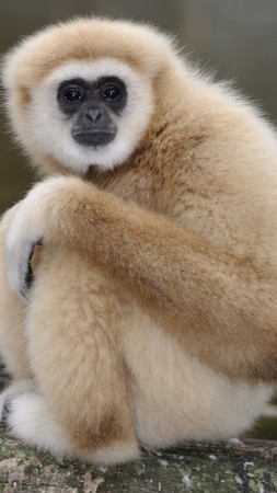 Nomascus, cute animals, monkey, funny (vertical)