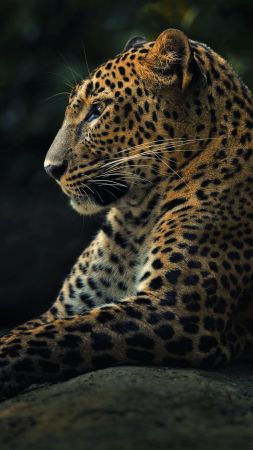 Leopard, look, cute animals (vertical)