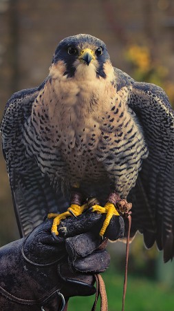 falcon, hunter, predator, cute animals (vertical)