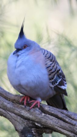 Wild pigeon, cute animals (vertical)