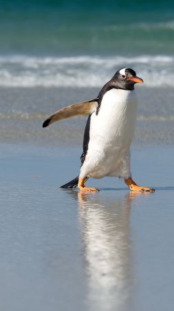 Pinguin, shore, sea, ocean, cute animals (vertical)