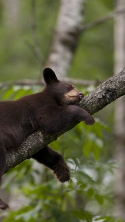 Brown bear, bear, tree, cute animals, funny (vertical)