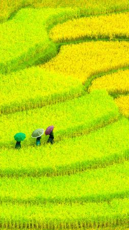 Asia, 4k, HD wallpaper, Field, meadows, yellow, women (vertical)