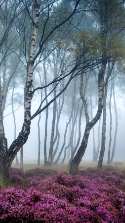 Stanton Moor, 5k, 4k wallpaper, 8k, Peak District, UK, Forest, wildflowers, fog (vertical)