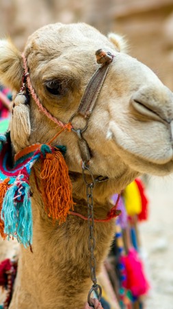 Camel, cute animals, funny (vertical)