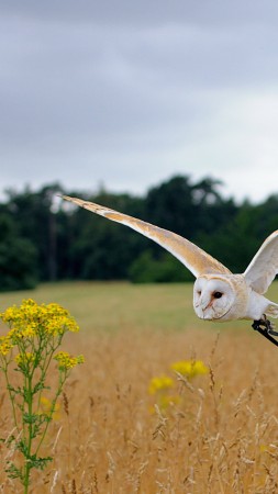 Owl, flight, meadows, cute animals (vertical)