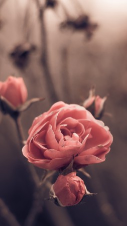 Rose, 5k, 4k wallpaper, 8k, spring, flowers, blur (vertical)