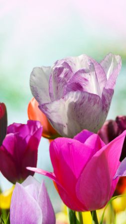 Tulips, 5k, 4k wallpaper, flowers, pink, purple (vertical)
