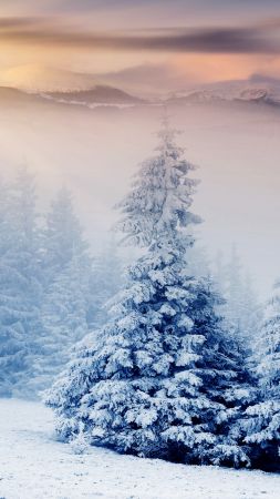 Trees, 5k, 4k wallpaper, pines, mountains, snow, winter, sunset (vertical)