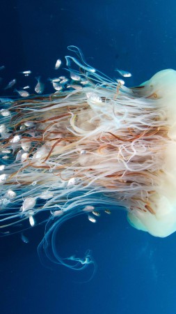 Jellyfish, Rangiroa, 4k, 5k wallpaper, HD, 8k, Pacific Ocean, diving, tourism (vertical)