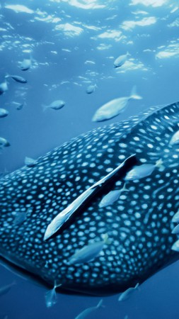 Whale shark, Palau, Philippines, diving, tourism, travel (vertical)