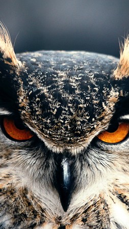 Owl, 4k, HD wallpaper, Eyes, wild, nature, gray (vertical)