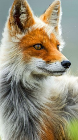 Fox, wild, gray, red (vertical)
