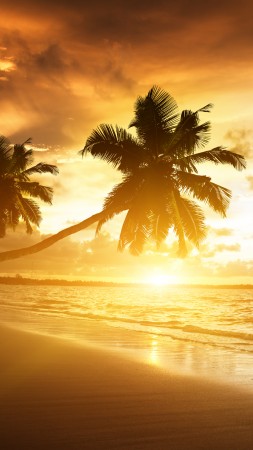 beach, 5k, 4k wallpaper, ocean, sunset, palm trees, vacation, journey (vertical)