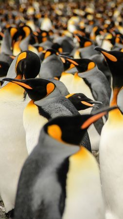 King penguins, South Georgia, birds, 2015 Sony World Photography Awards (vertical)