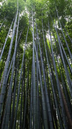 Forest, 4k, 5k wallpaper, 8k, trees, green, bamboo (vertical)