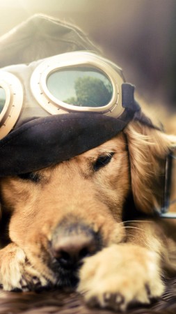 Puppy, Dog, plane, glasses, pet (vertical)